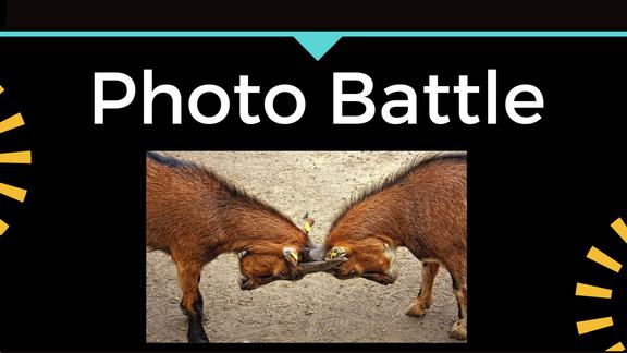 two goats butting heads under a headline "photo battle"