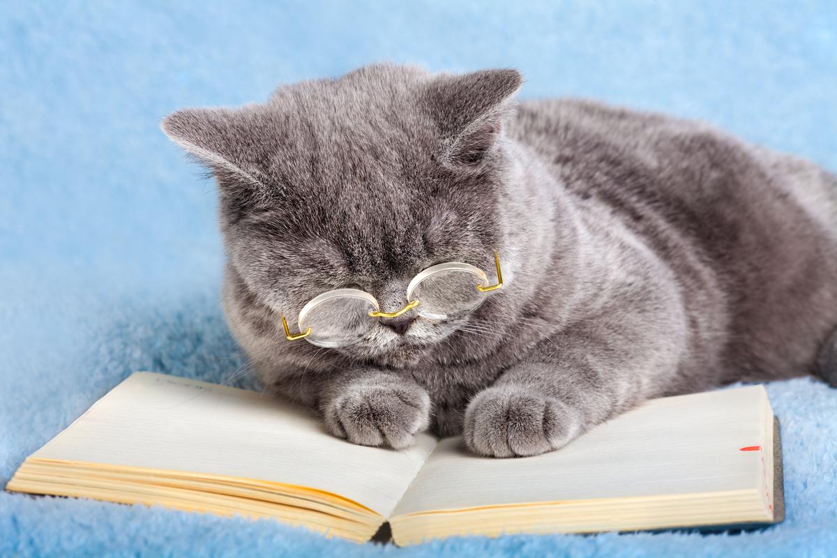 Reading Cat!